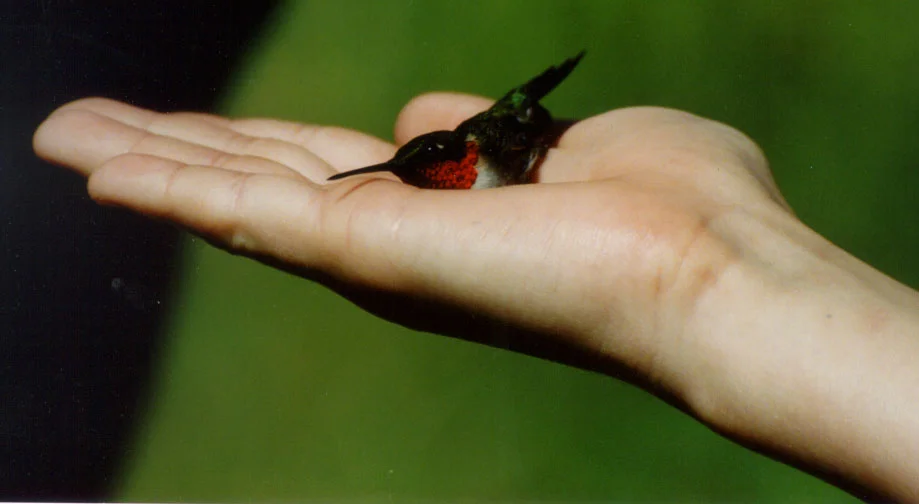 Hummingbirds in a Hurry for August Park P.A.L.S.