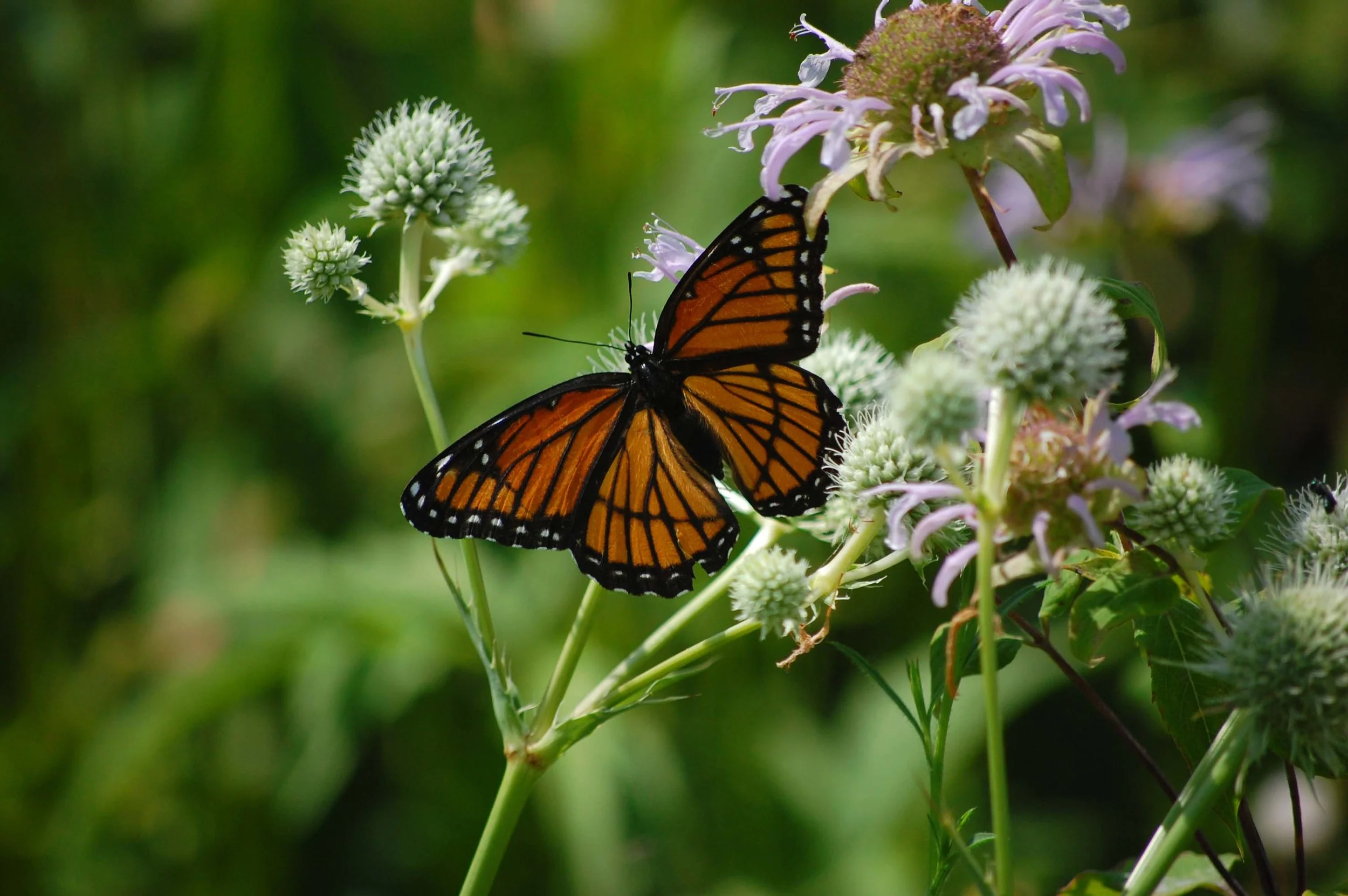 Butterfly Monitoring Volunteers Needed