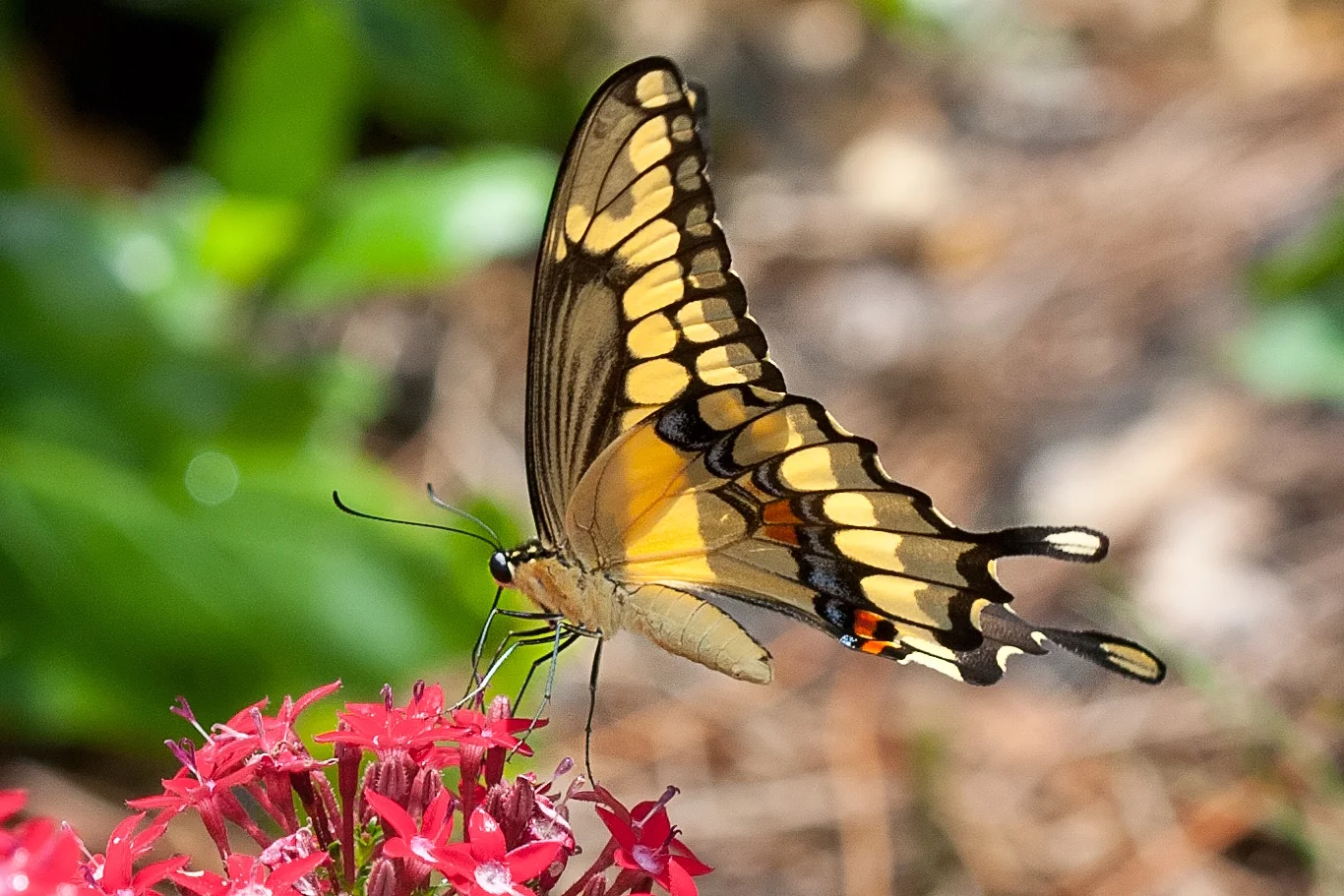 Pollinators on the Prairie Hike