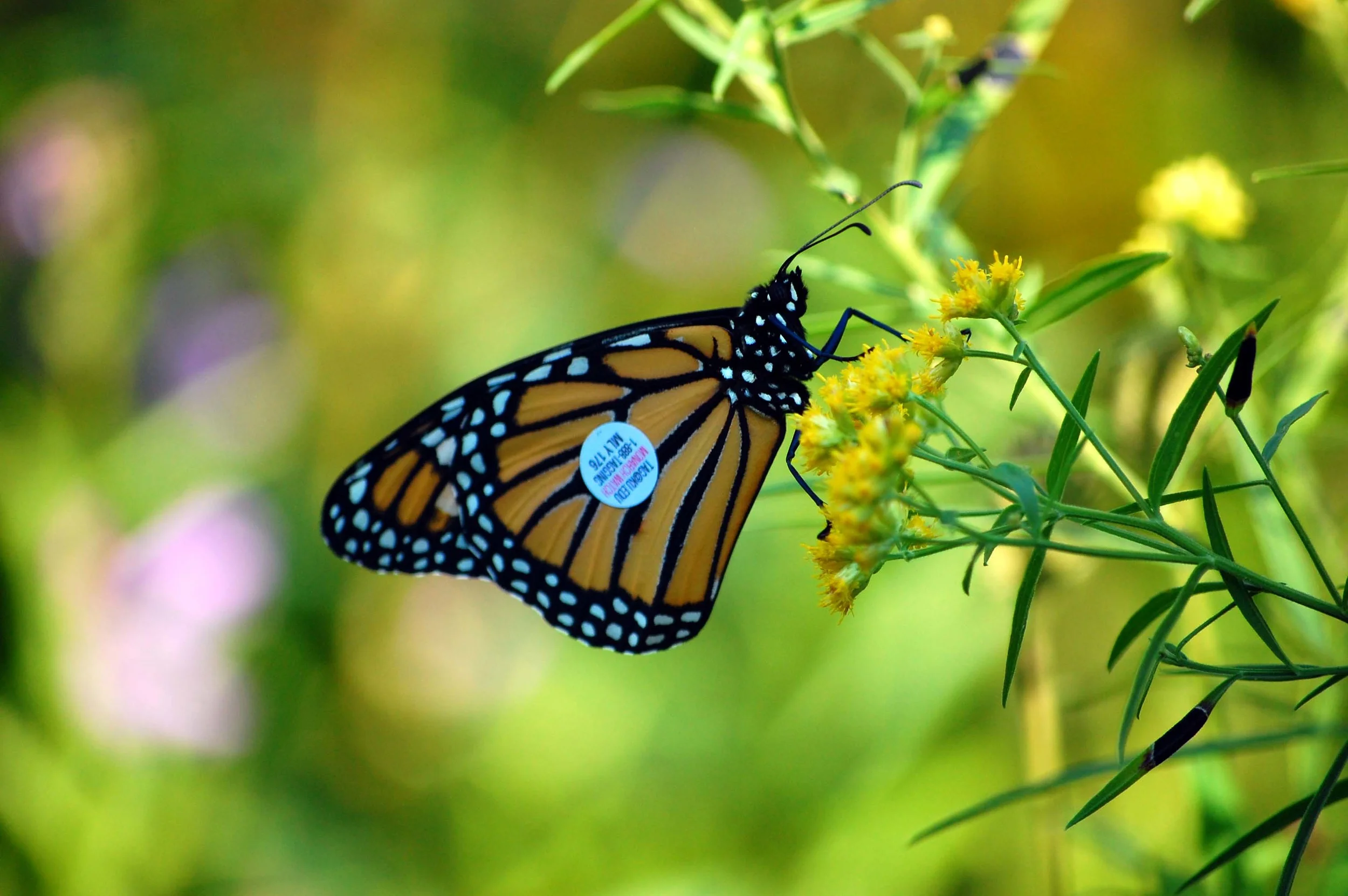 Monarch Migrations