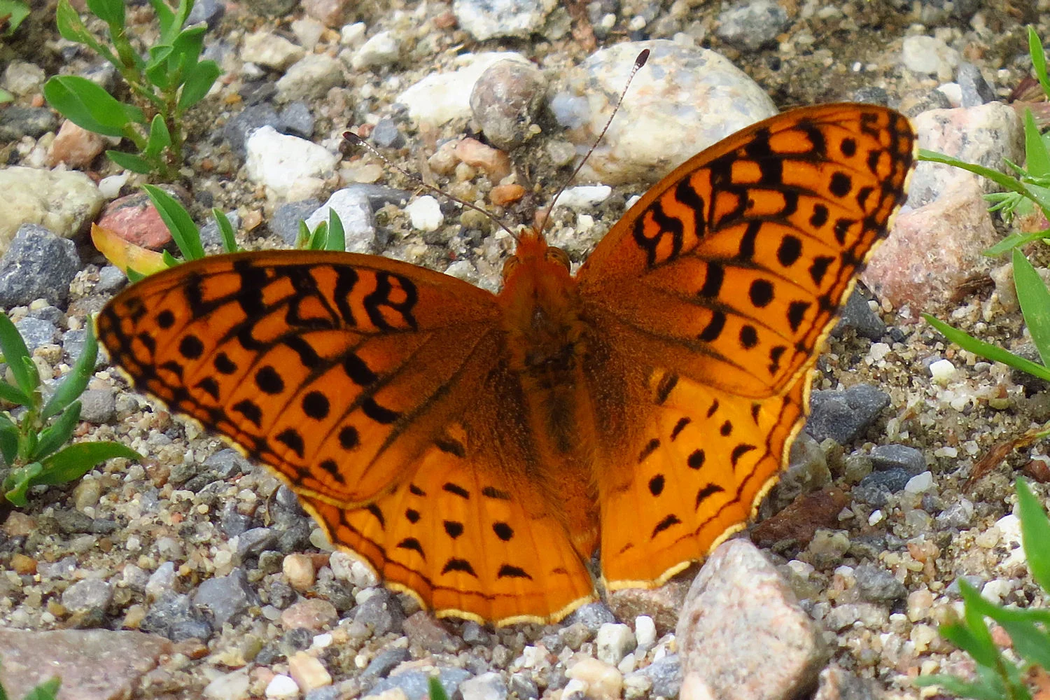 Butterfly Monitoring