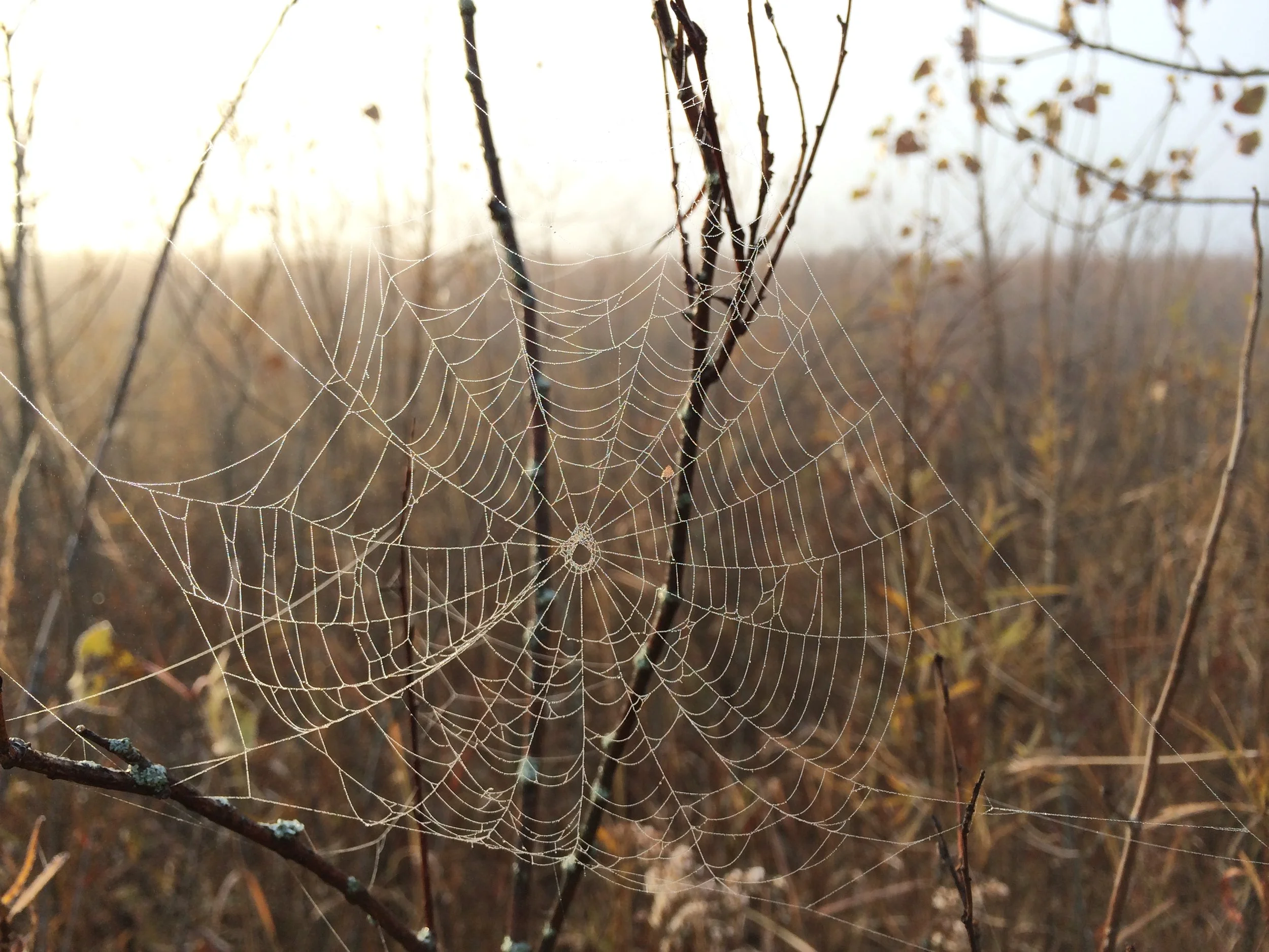 Early Morning Discovery Hikes
