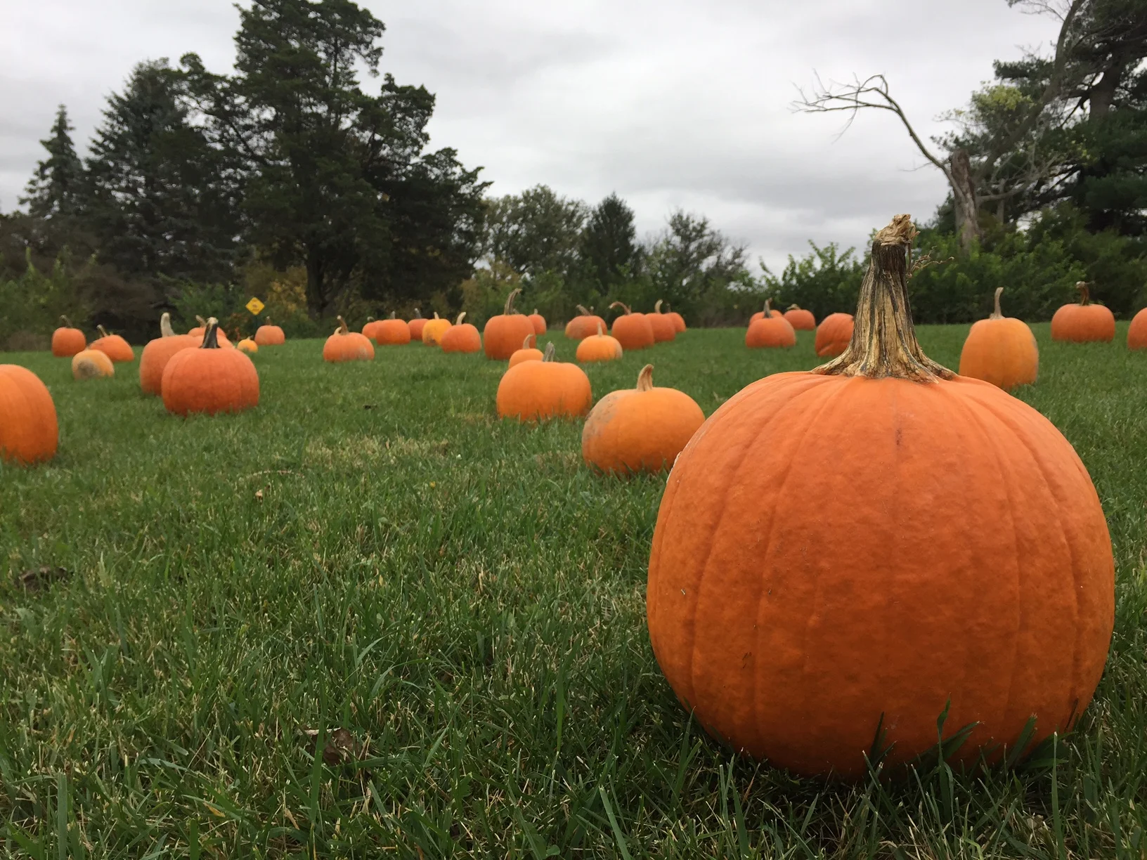 The Great Pumpkin Hunt a Spooktacular Success 
