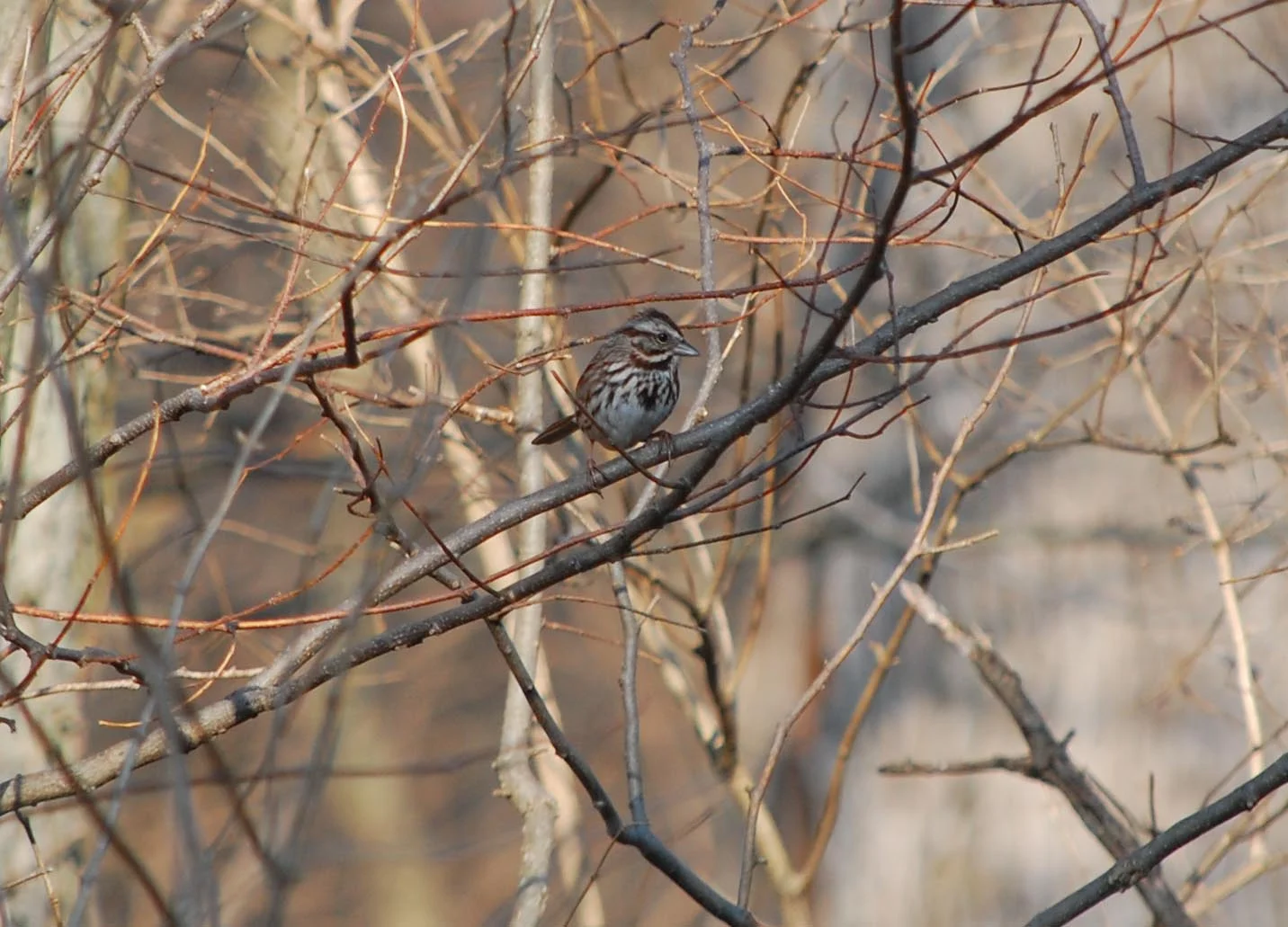 Project FeederWatch at DCP