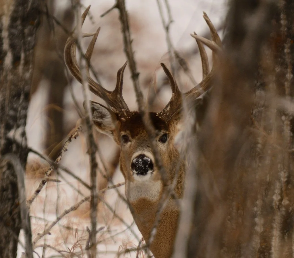 Tracking and Blood-Trailing 101