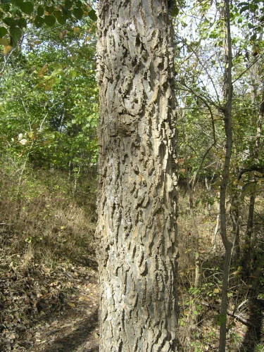 Winter Tree ID Workshop