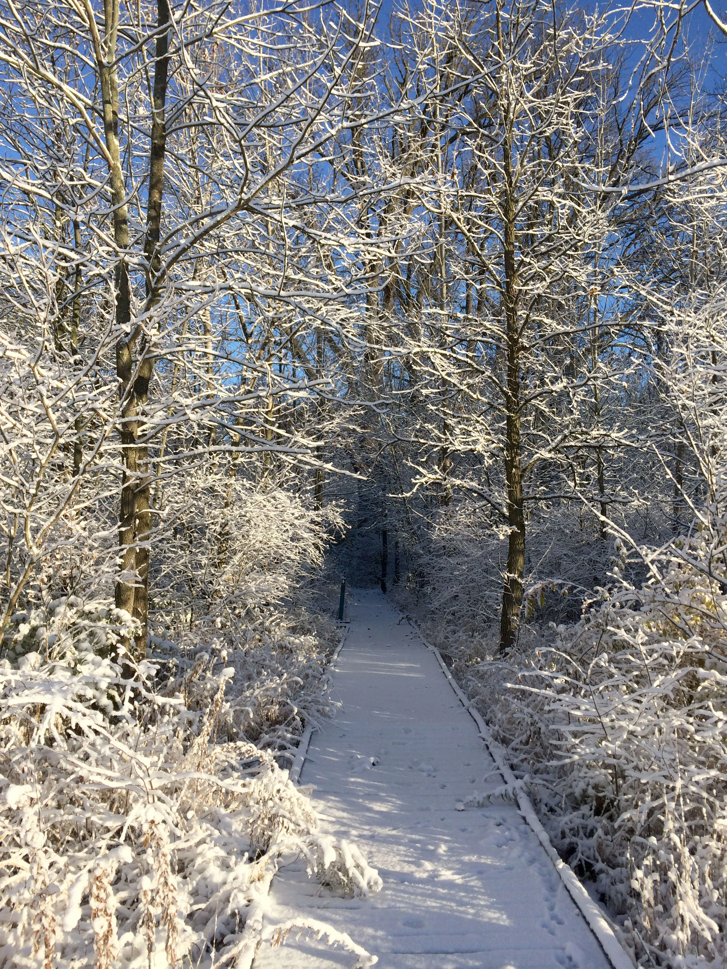 The Deep and Snowy Wood at December Preschool at DCP