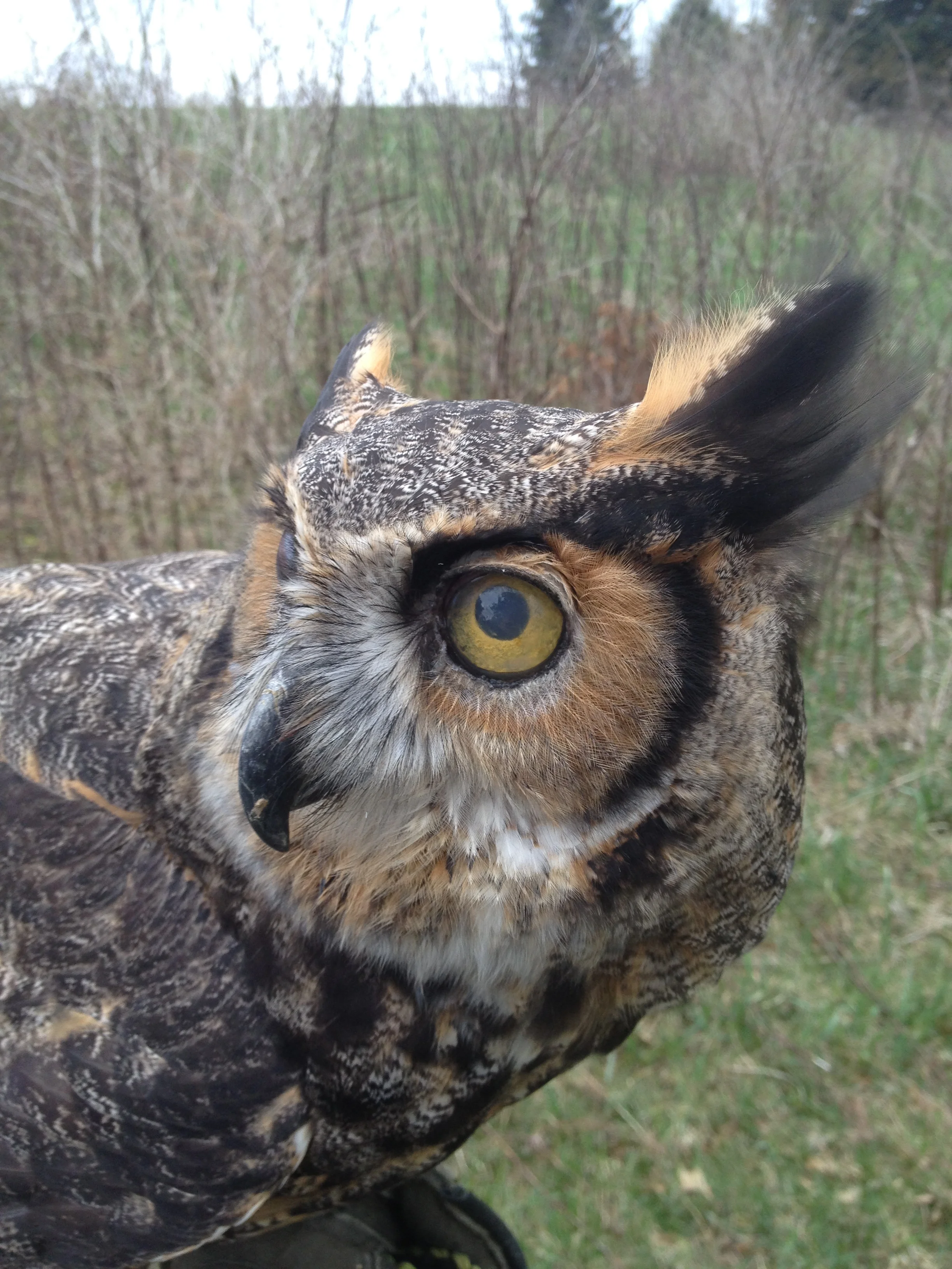 DCP Volunteer Training on Raptors