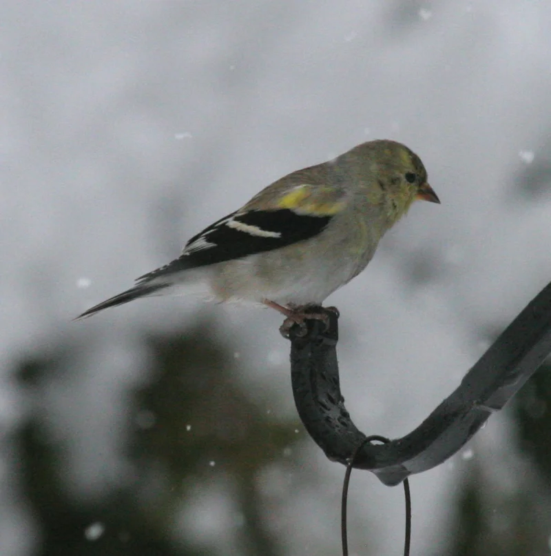 Project FeederWatch at DCP