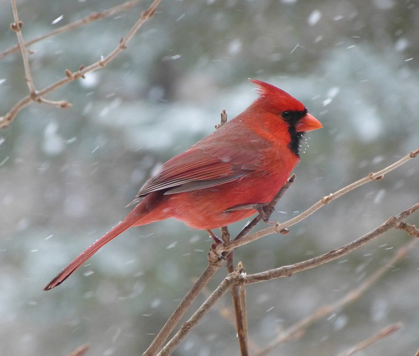 Project FeederWatch at DCP