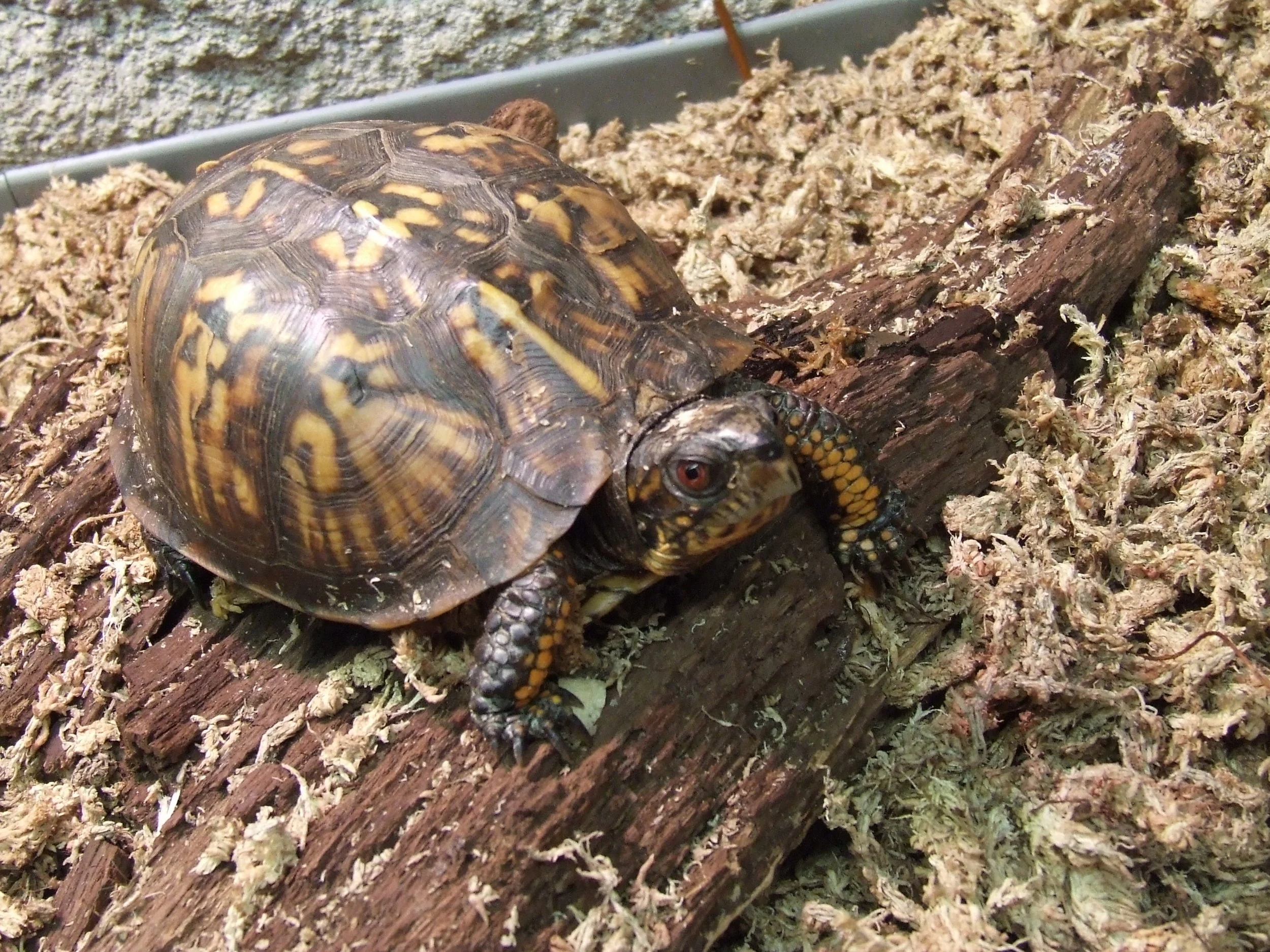 Meet the Animal Ambassadors at DCP