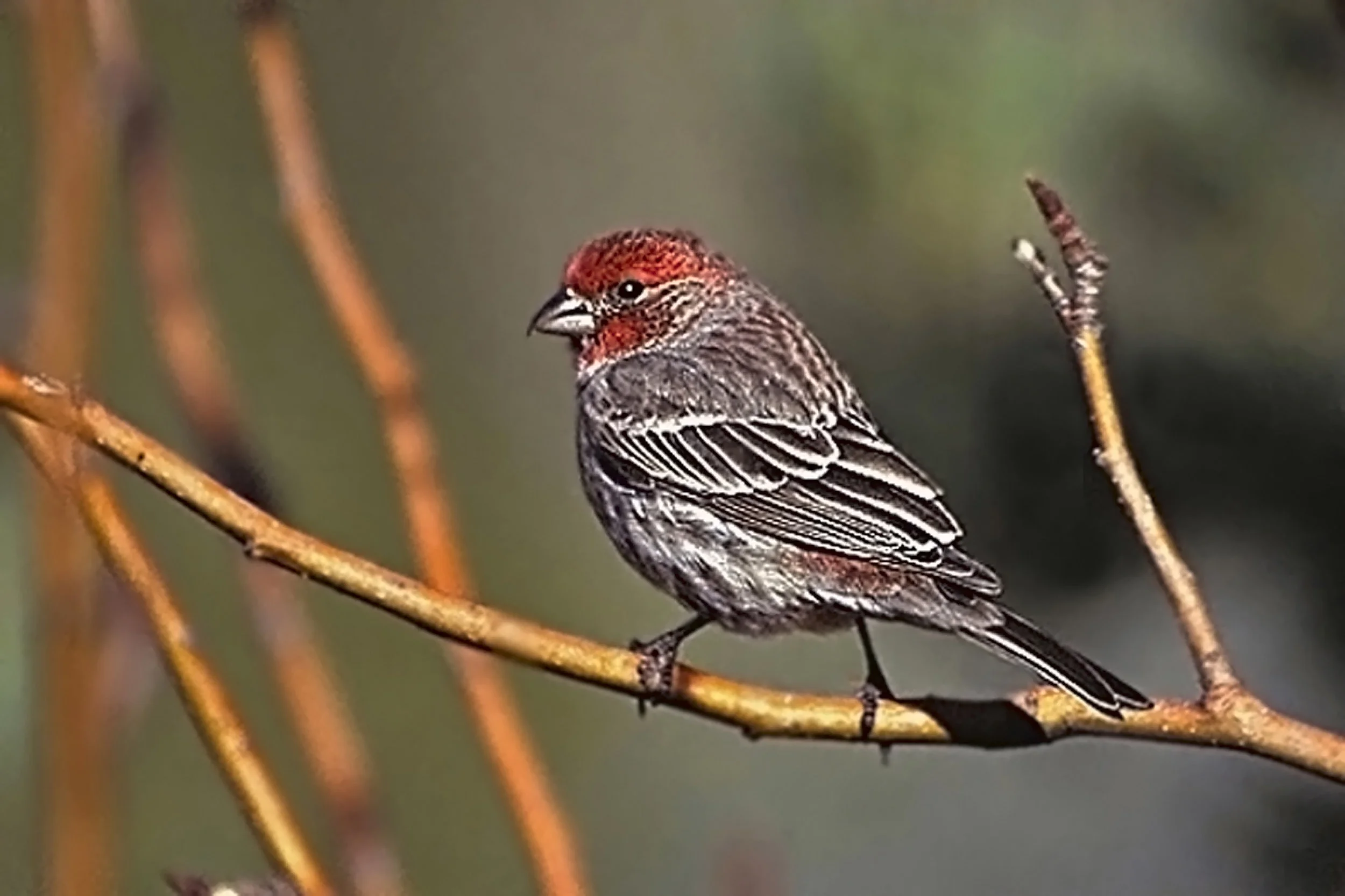 Project FeederWatch at DCP