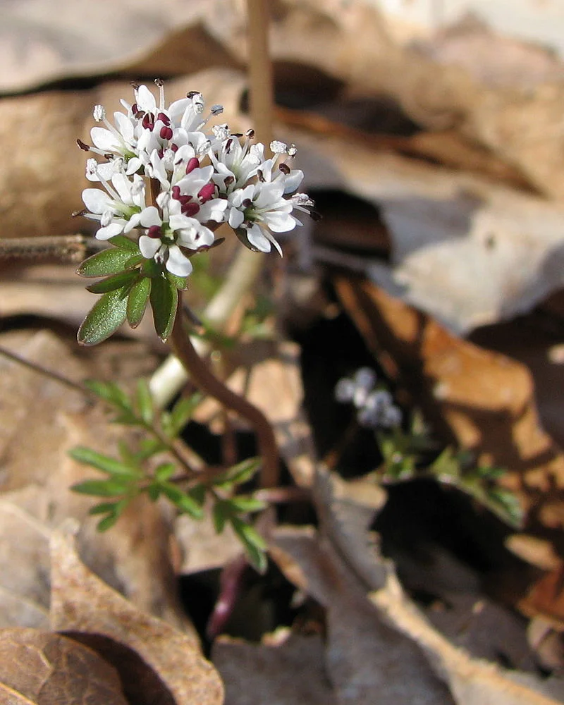 Winter Hiking Series: Here Comes Spring Hike!