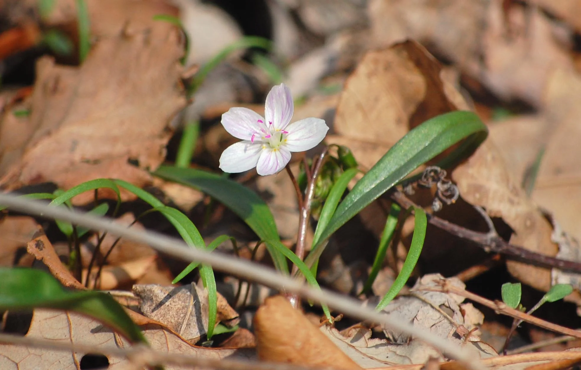 Wondrous Wildflower Hike with DCP
