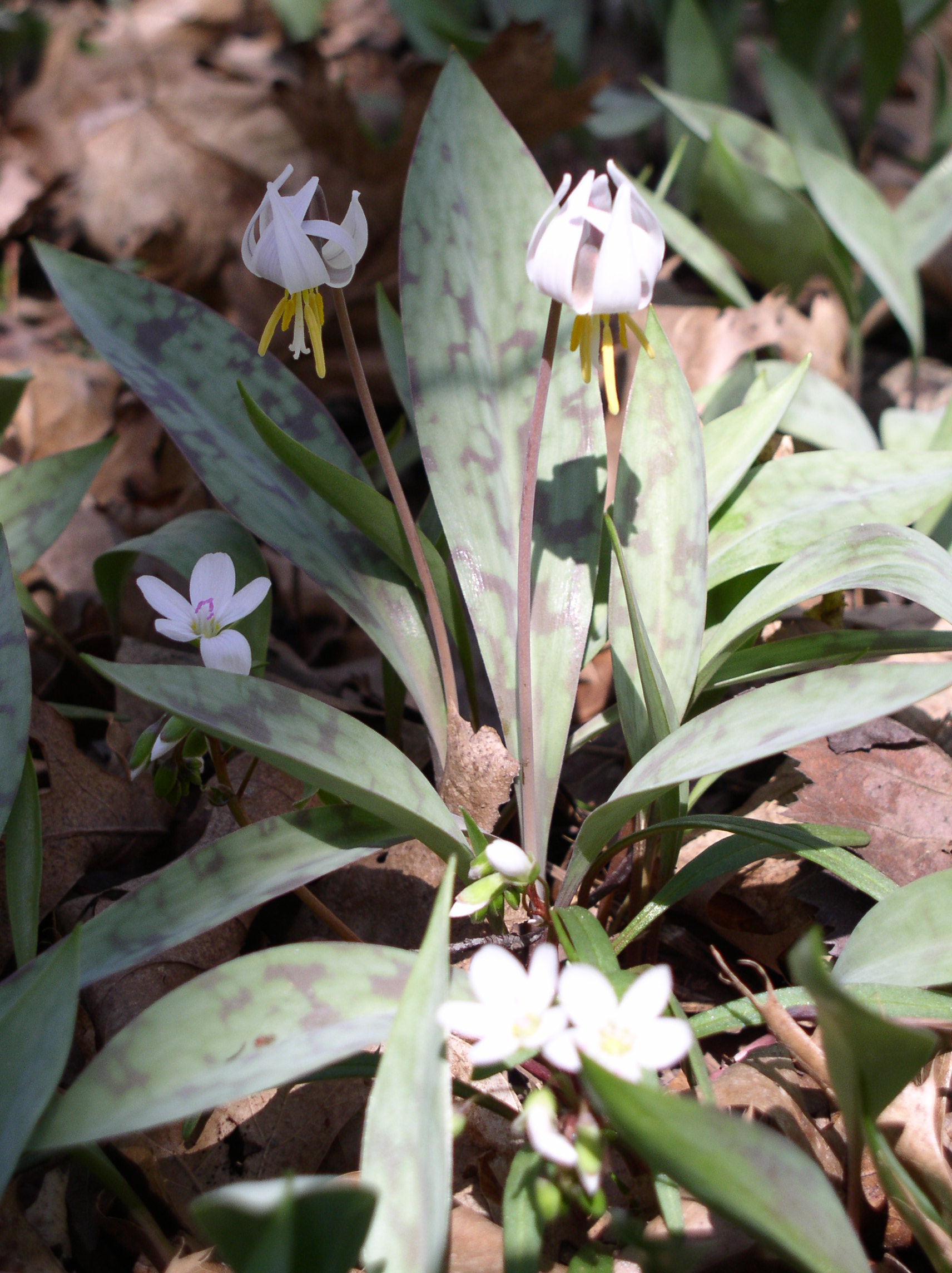 DCP Presents “Plant Name Lore”