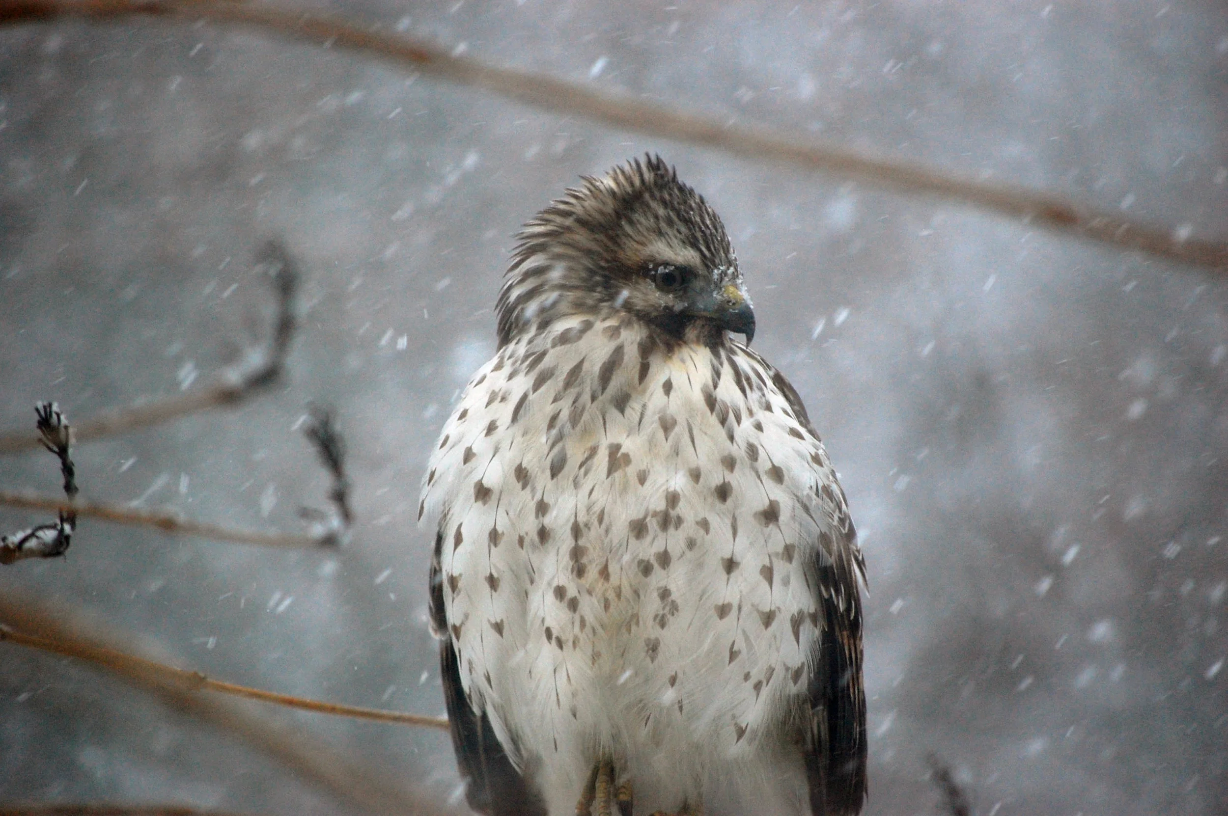 Project FeederWatch is a Go!