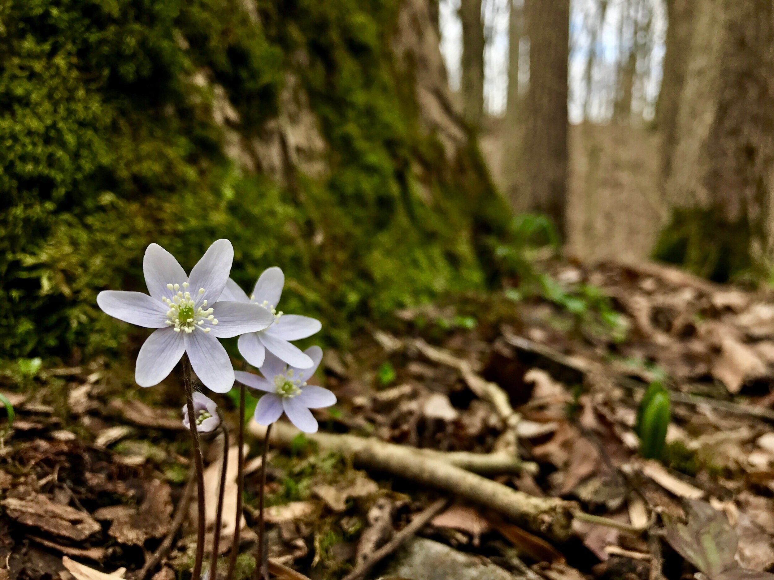 Darke County Parks - Digitally!