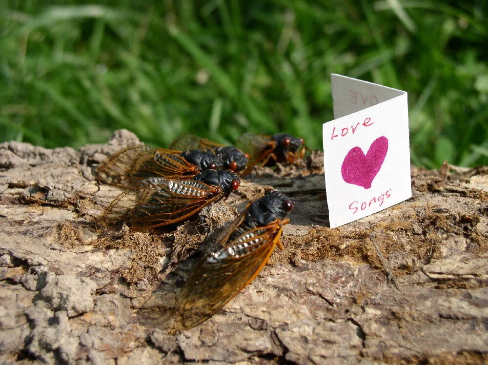 Darke County Parks is Excited for Brood X