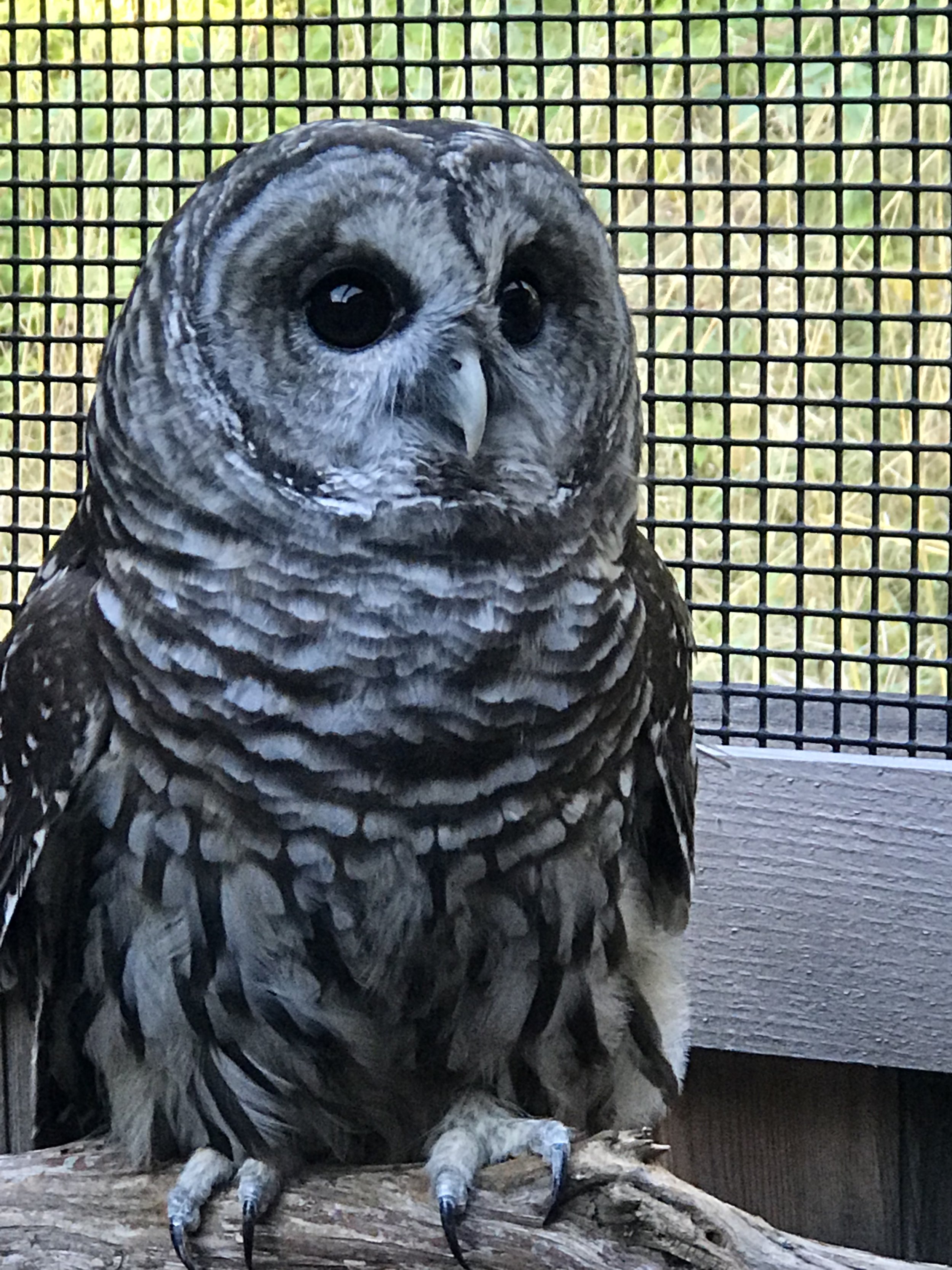 Barred Owl_3.jpg