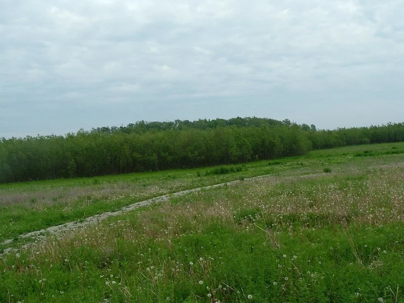 willows from prairie.jpg