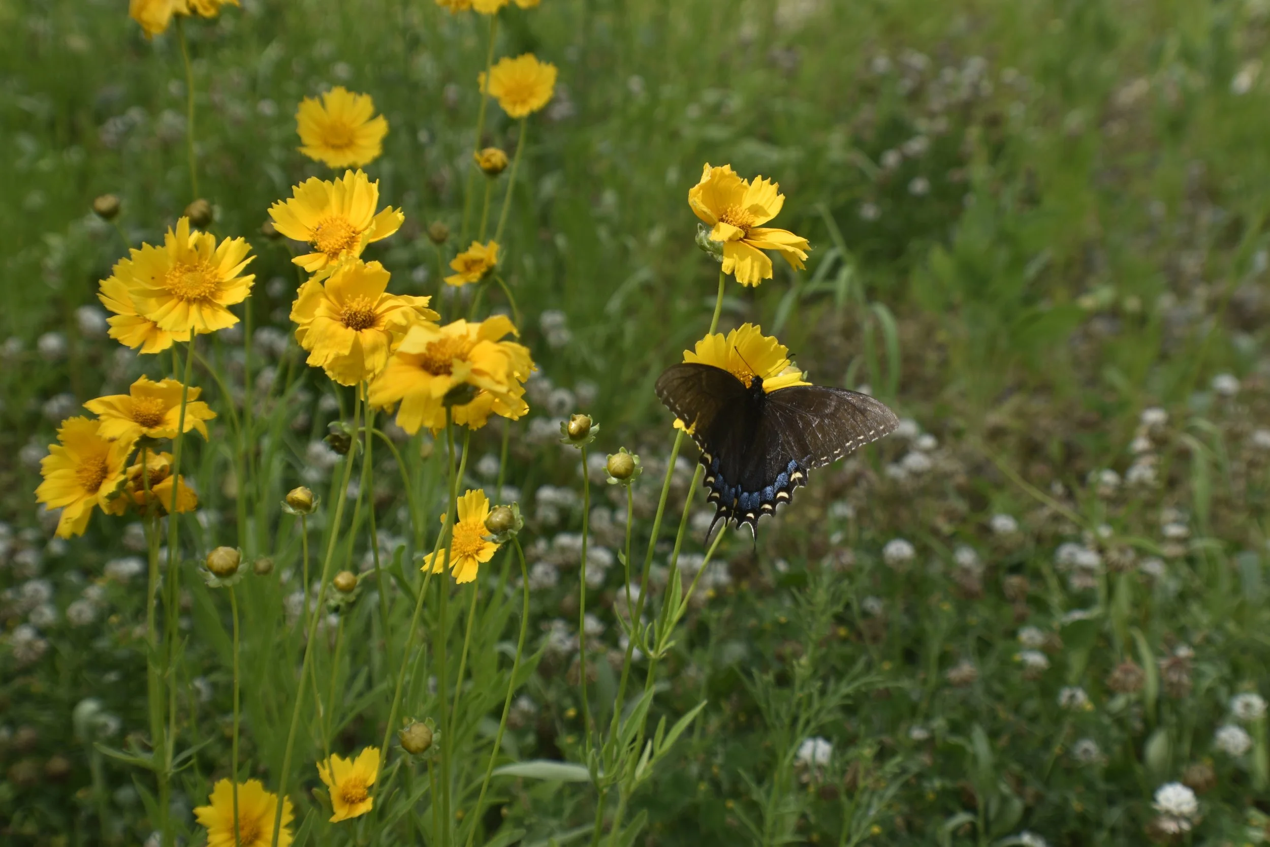Eastern Tiger Swallowtail on coreopsis.JPG