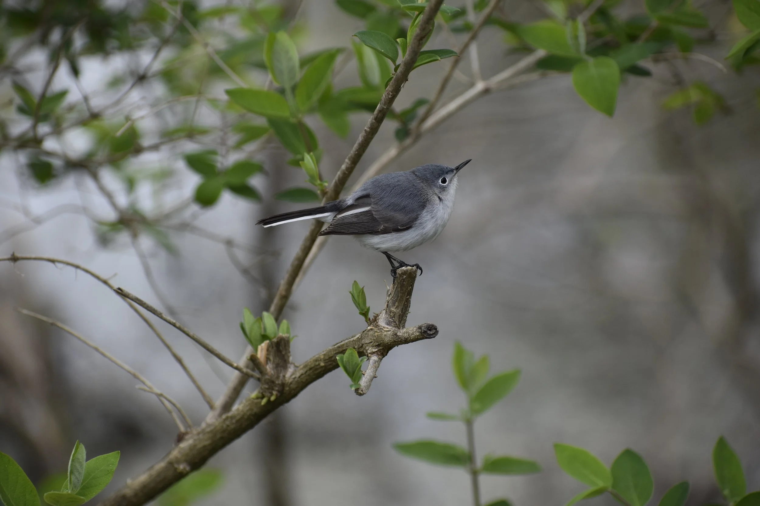 gnatcatcher.JPG