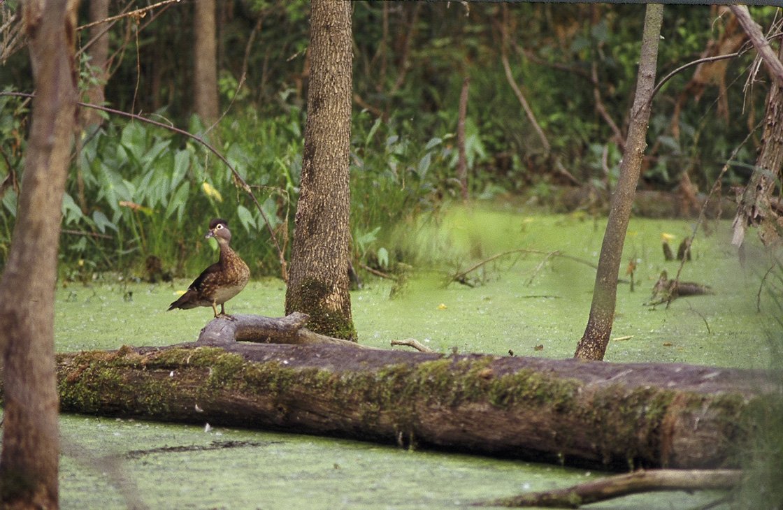 woodduck-female-wetland.jpg