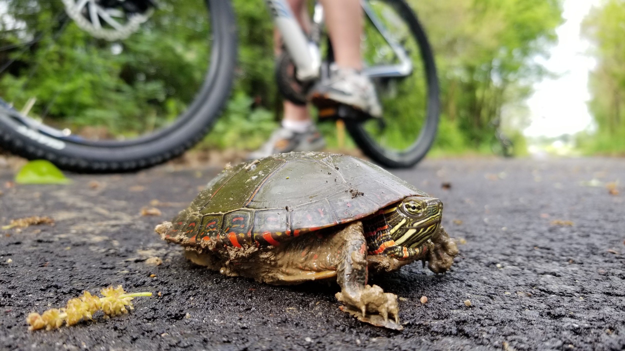 Turtle Hill.jpg