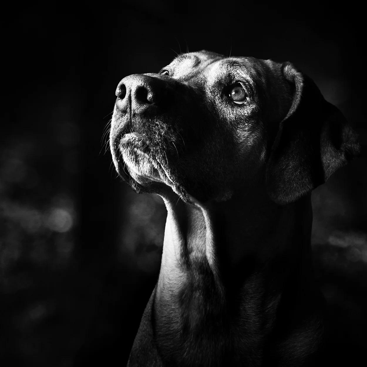NakedDog_InDesign.jpg