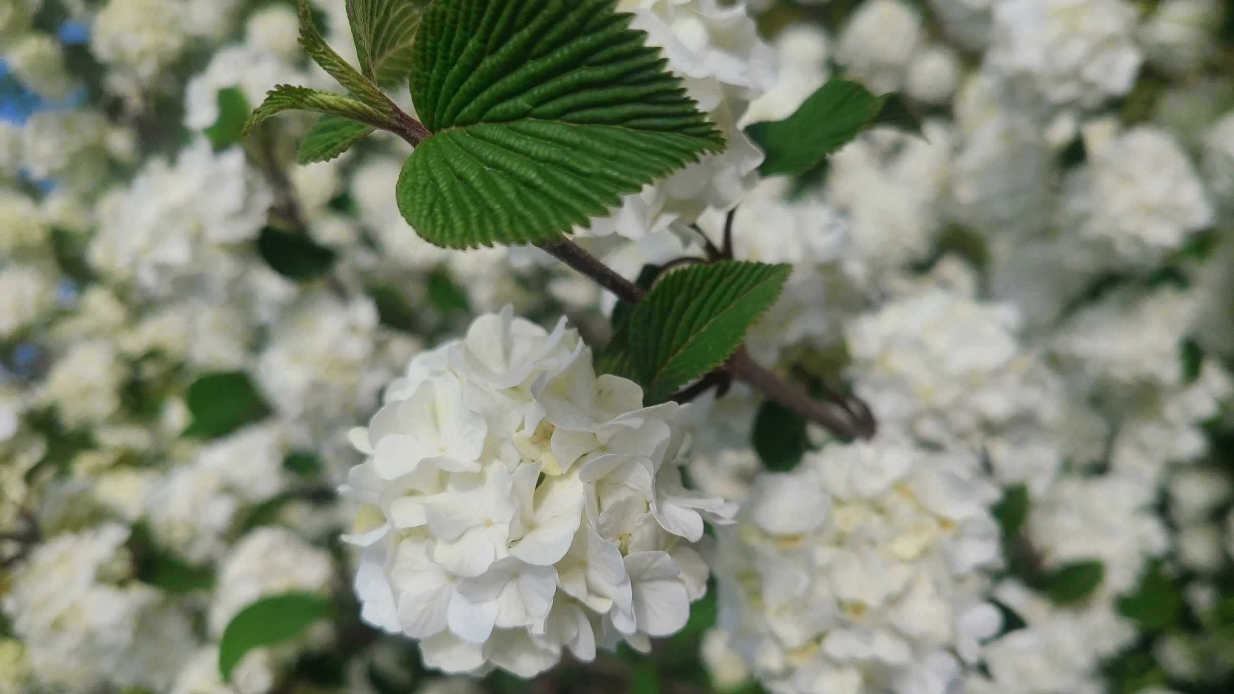 Snowball+V+Flower+-+Copy.jpg