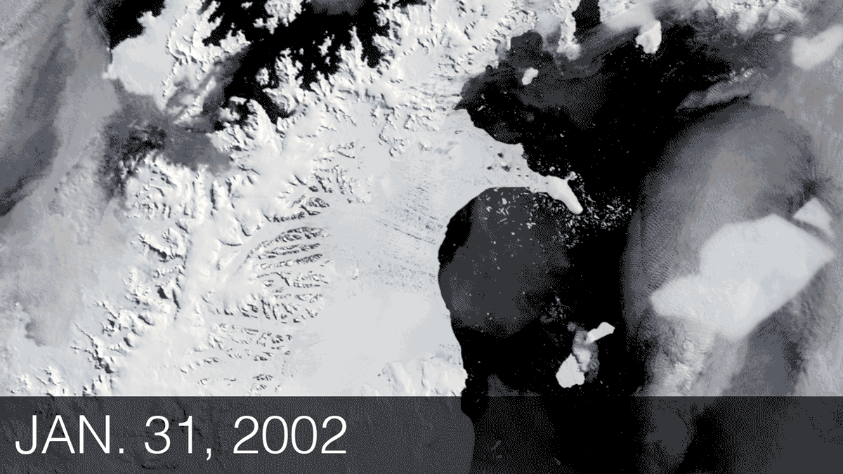 In 2002, the Larsen B ice shelf disintegrated in a matter of weeks, losing about 1,250 square miles of area from Jan. 31 - March 17. (Source: NASA)