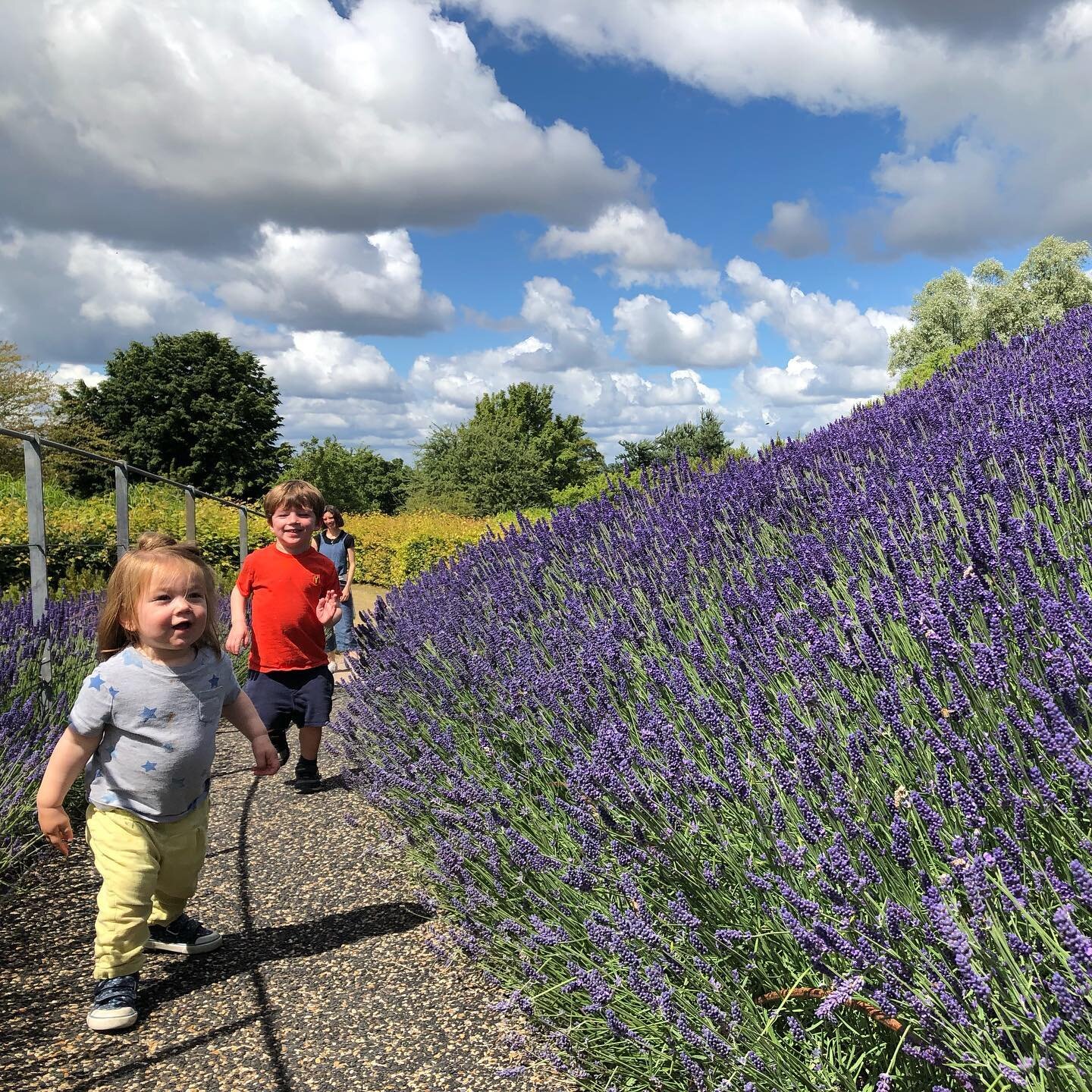 Enjoying the lavender hill at Wisley on Sunday