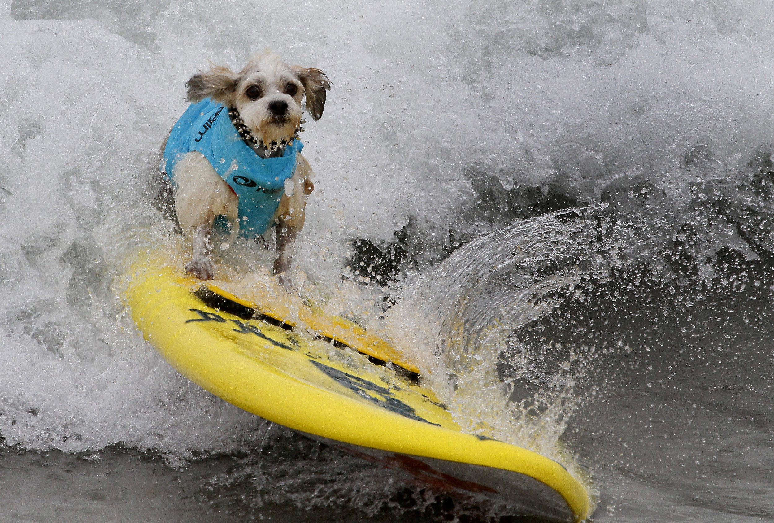  Prince Dudeman rides to shore during the Surf City Surf Dog competition. 