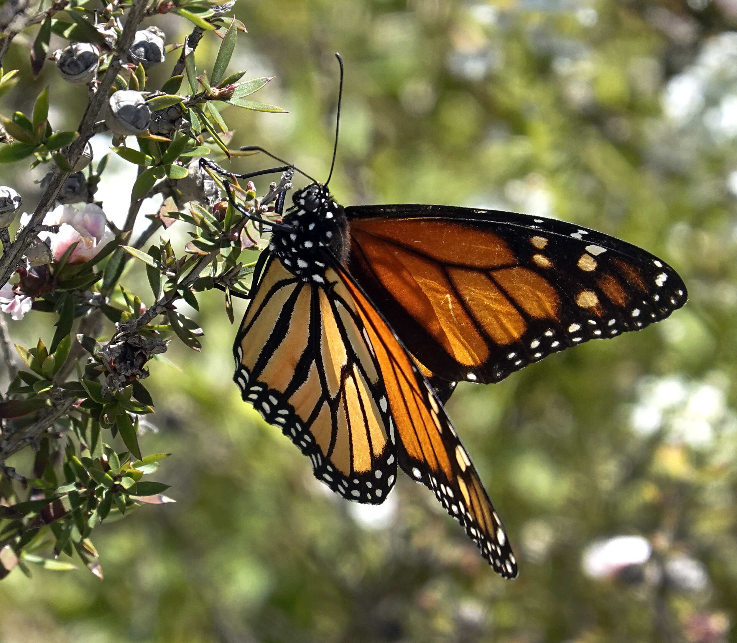  Monarch butterfly in a neighbor’s garden. 