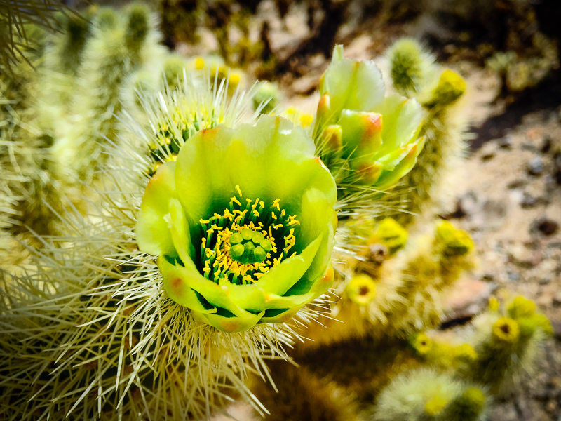 Cholla Cactus