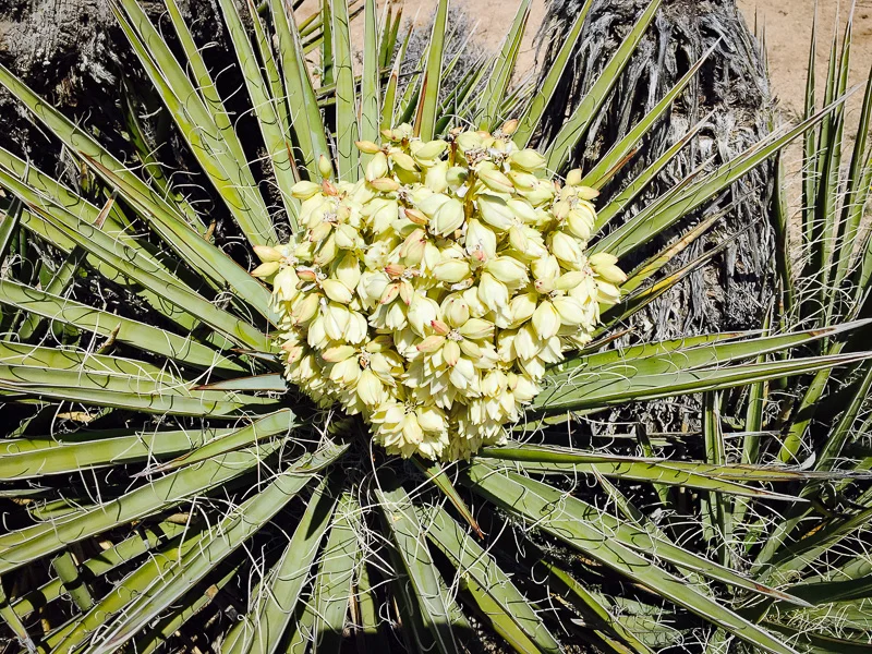 Mojave Yucca
