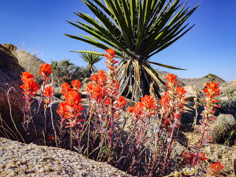Desert Paintbrush