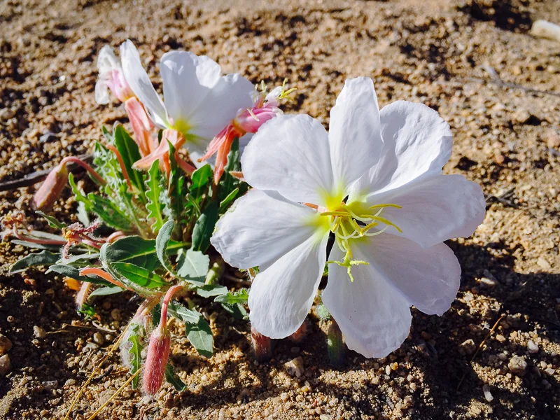 Evening Primrose