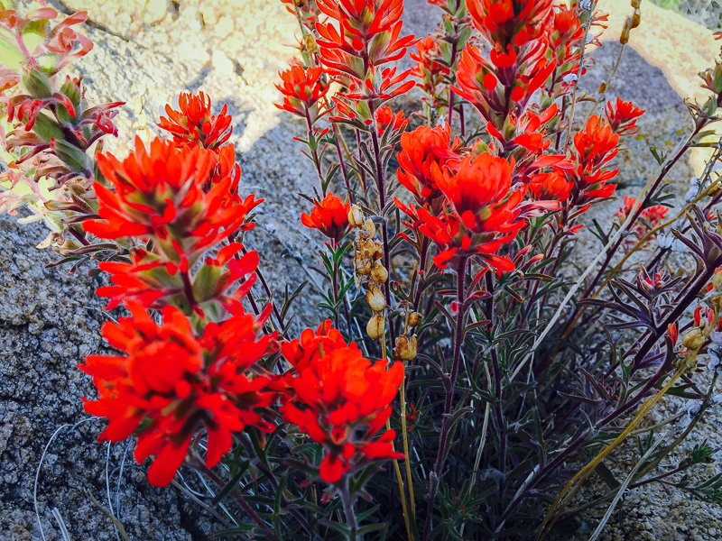 Utah Firecracker