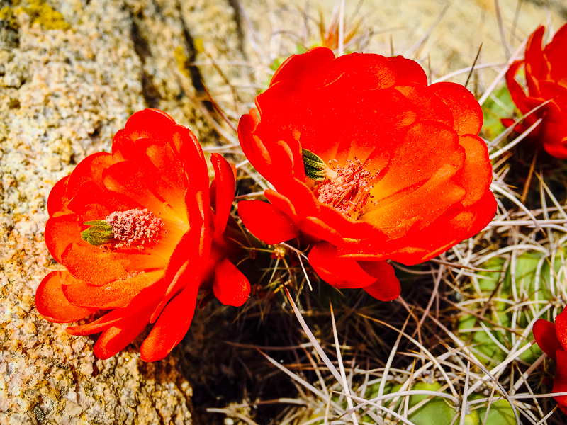 Mojave Mound