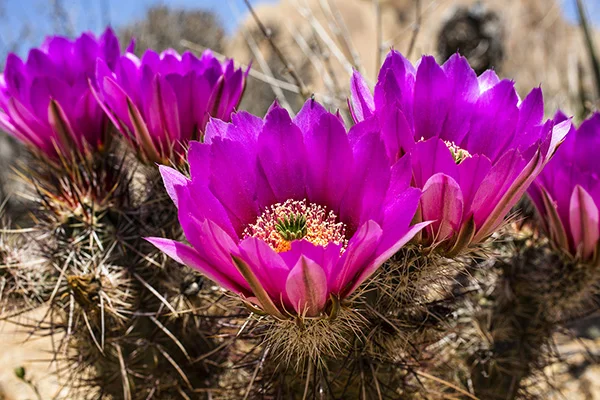 Strawberry Hedgehog Cactus