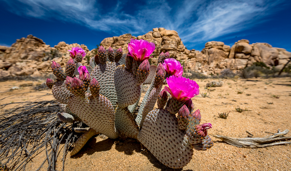 Beavertail Cactus
