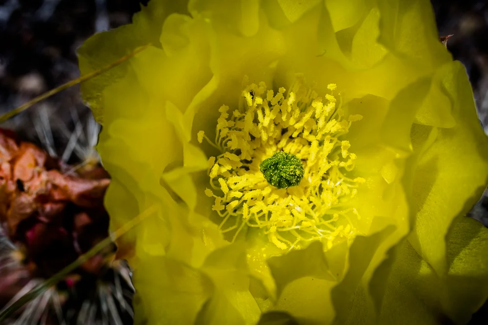 Grizzly Bear Prickly Pear Cactus