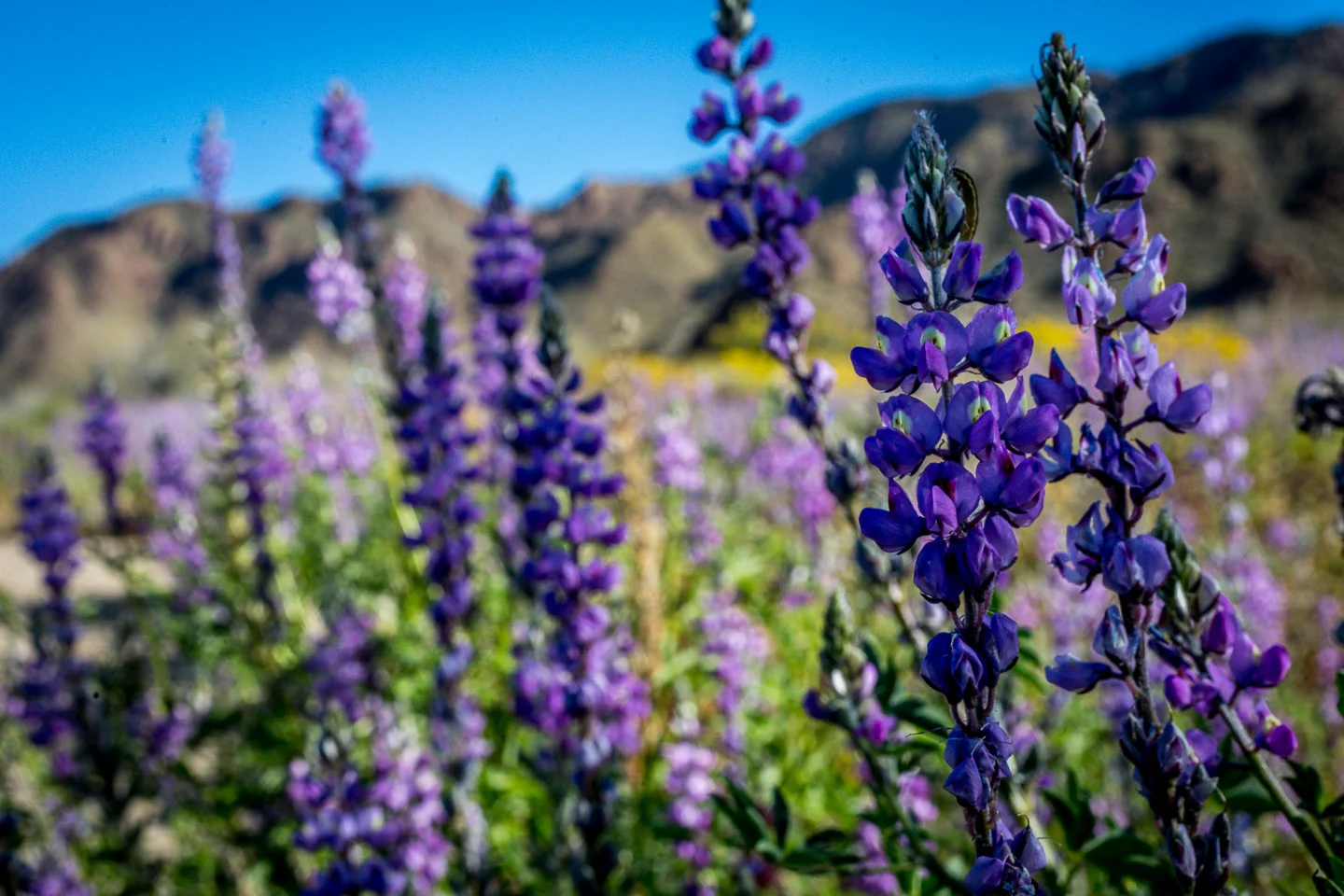 2019 wildflowers near the south park entrance (cottonwood and hwy 10)