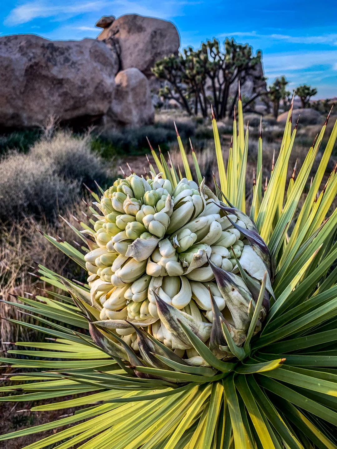 joshua tree bloom - 2019 (near cap rock)