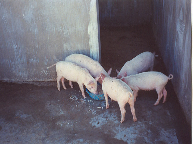 Thirty pigs that SCF purchased for Orphanage farm for 300