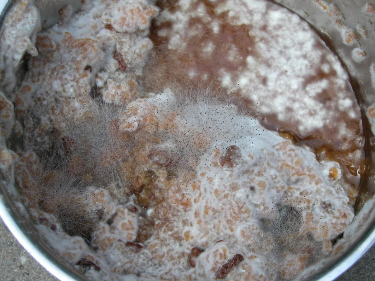 mould-1-1553245-1280x960.jpg