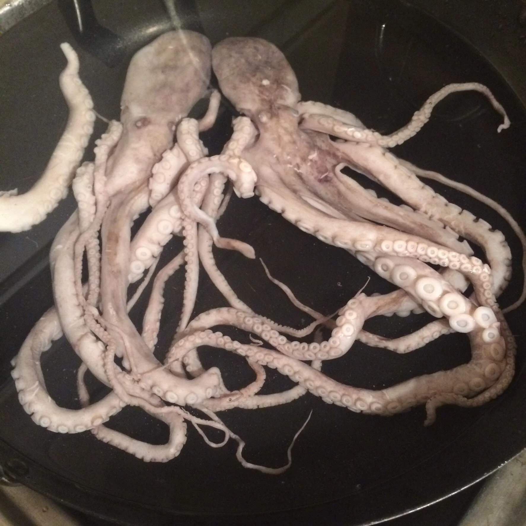 Odd Food—The Octopus