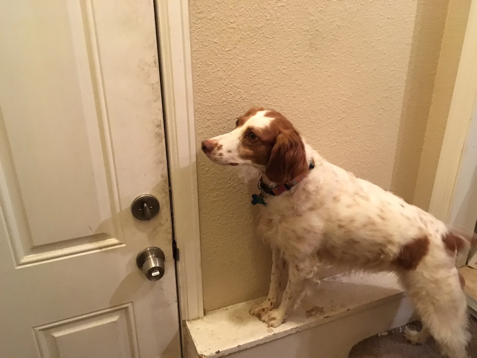 The Westminster and the Winchester