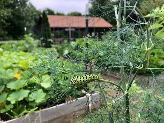 Garden Caterpillar.jpg